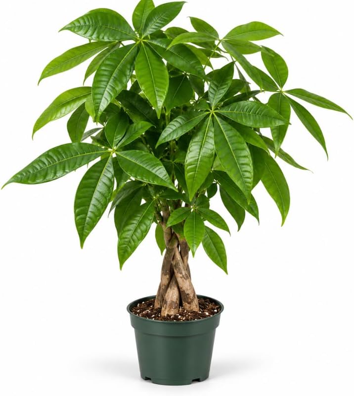 Pachira Money Tree Live Plant, Braided Trunk Money Tree, 6-12" Tall, 4" Pot