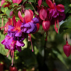 Fuchsia Plants Live, Gold and Red Foliage, 6-12 Inch Tall, Autumnale Variety, Fast Growing Deciduous Flowering Shrub, Well-Rooted Plant
