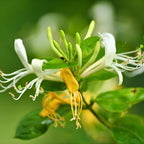 2 Live Bush Honeysuckle Plants Live for Planting | 6–12 Inc Starter Size | Non-Climbing Fragrant Flowering Shrub for Outdoor Gardens, Hedges & Walkways