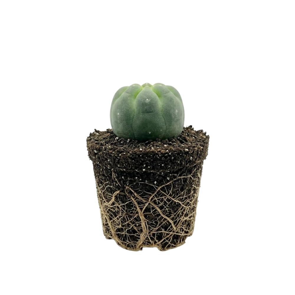 Gymnocalycium Horstii Green Tomato Cactus Plant Live, 4" Pot, Fully Rooted, Easy Care, Unique Ornamental Live Succulent Plant for Home, Office & Indoor Displays