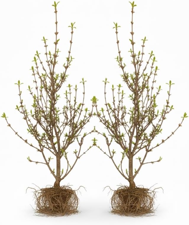 2 Lynwood Gold Forsythia Live Shrubs | Lynwood Gold Forsythia Bush Plants | 1–2 Feet Tall Dormant Bare Root Plants | Great for Garden Borders and Landscape Design