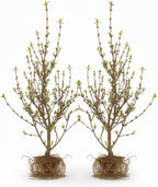 2 Lynwood Gold Forsythia Live Plants | Forsythia Bush Shrubs for Outdoor Planting | 1–2 Feet Tall Bare Root Plants | Ideal for Hedges, Borders, and Landscape Use