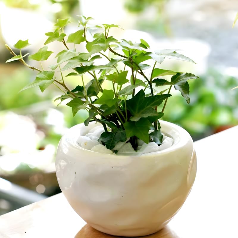 Glacier English Ivy Live Plant in 6 Inch Pot | Real English Ivy Plant Live | Trailing Plant & Climbing Vine | Easy Care Houseplant for Home & Office