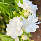 Maid of Orleans Jasmine Plant Live in 4 Inch Pot | Fragrant White-Blooming Jasmine | Easy to Grow Live Jasmine Plant for Indoor Home Décor