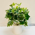 Glacier English Ivy Plant Live in 6 Inch Pot | English Ivy Plants | Trailing Plant & Climbing Ivy | Easy Care Houseplant for Pots, Shelves & Small Spaces