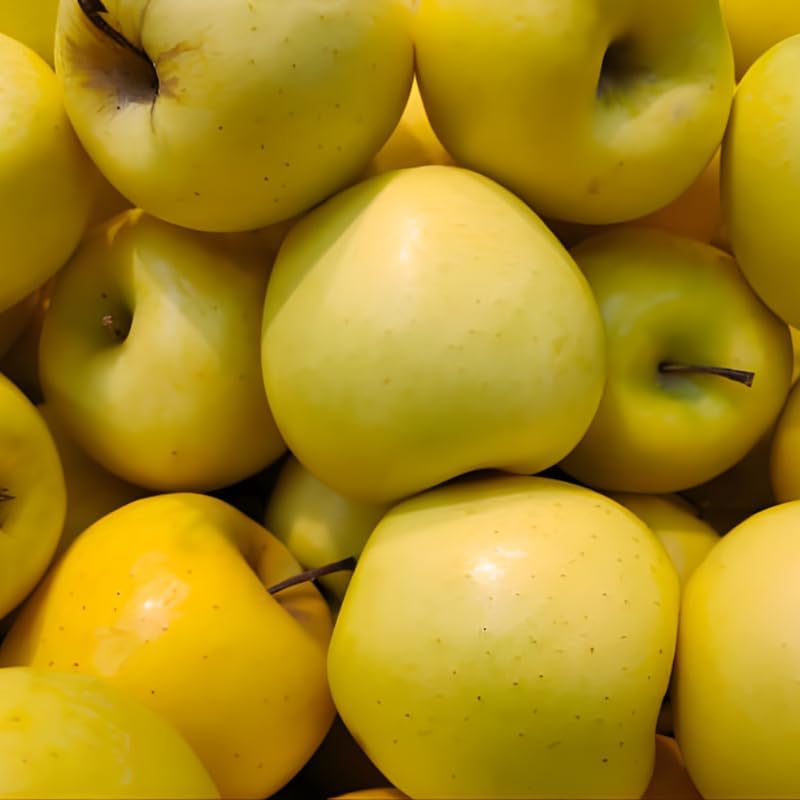 (No Ship to CA,HI,AK) Golden Delicious Apple Tree in 5 Gallon Established Pot, Live Fruiting Shrub for Homegrown Summer and Fall Harvests