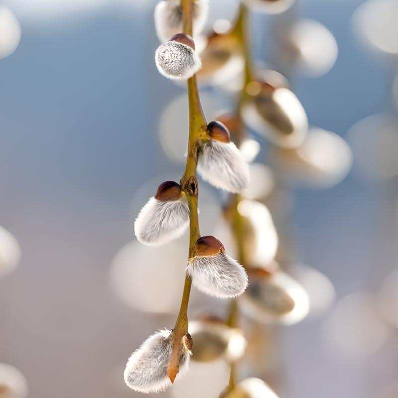 4 French Pussy Willow Live Plant, 12-24 Inch Tall, Pussy Willow Tree for Outdoor Planting, Ideal for Landscape Use and Seasonal Interest, Easy to Care