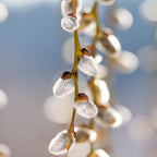 4 French Pussy Willow Live Plant, 12-24 Inch Tall, Pussy Willow Tree for Outdoor Planting, Ideal for Landscape Use and Seasonal Interest, Easy to Care