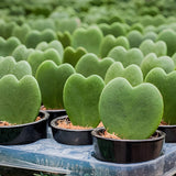 2 Hoya Heart Plant, 2 Inch Pot Size, Potted Heart-Shaped Succulent, Small Decorative Plant for Bright Indoor Areas and Shelves