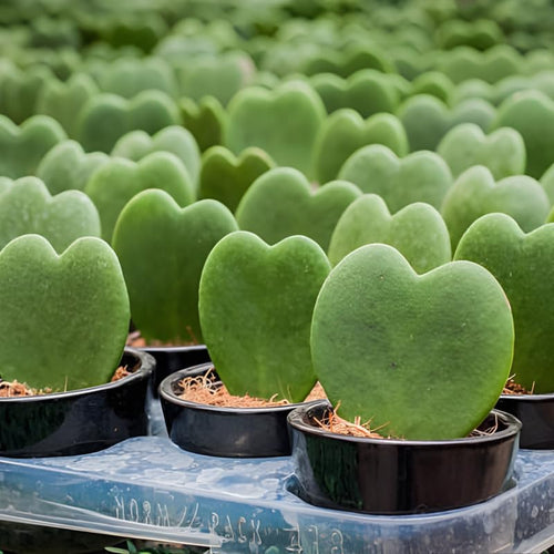 2 Hoya Heart Plant, 2 Inch Pot Size, Potted Heart-Shaped Succulent, Small Decorative Plant for Bright Indoor Areas and Shelves
