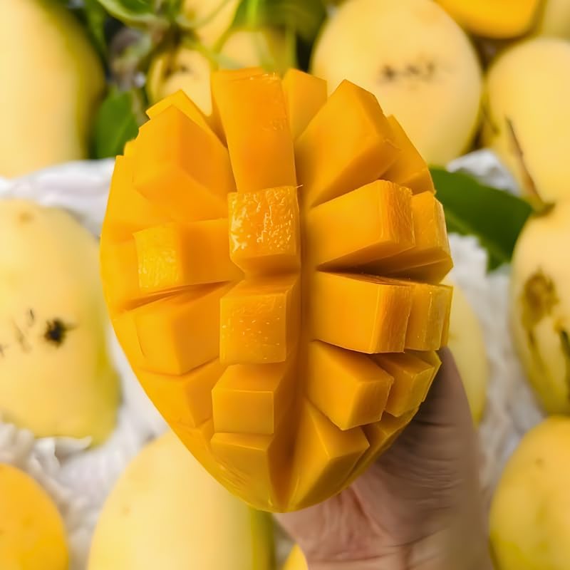 Carrie Mango Tree Live Plant | Fruit Tree 2.5–3 Ft Tall for Planting| Premium Tropical Mango Plant for Patio Containers, Yard Planting & Garden Landscapes | No Ship CA, HI, AK