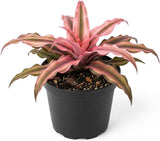 Cryptanthus Bivittatus Plant, 4 Inch Pot, Stunning Pink Earth Star Indoor Plant for Home Décor, Robust Pet-Friendly Bromeliad with Star-Shaped Leaves