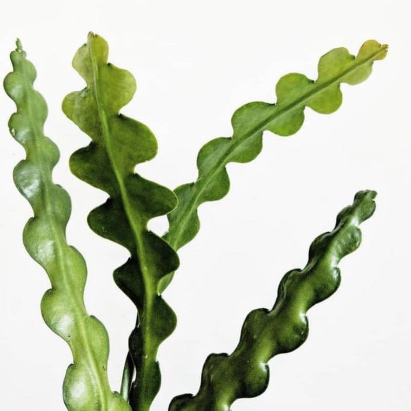 RIC Rac Cactus Live Plant in 4" Inch Pot | Low-Maintenance Indoor Cactus for Shelves and Hanging Displays | Beautiful Gift for Plant Lovers