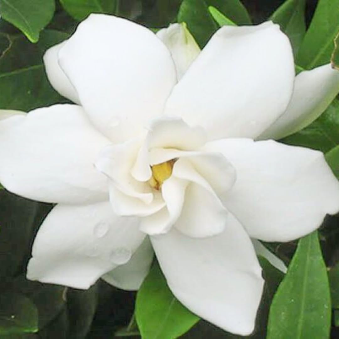 Belle of India Jasmine Plant Live | Size 4 to 5 Inch Tall | Housewarming Friendship Gifts for Women Best Friend Presents for Mom Birthday Gift for New Home