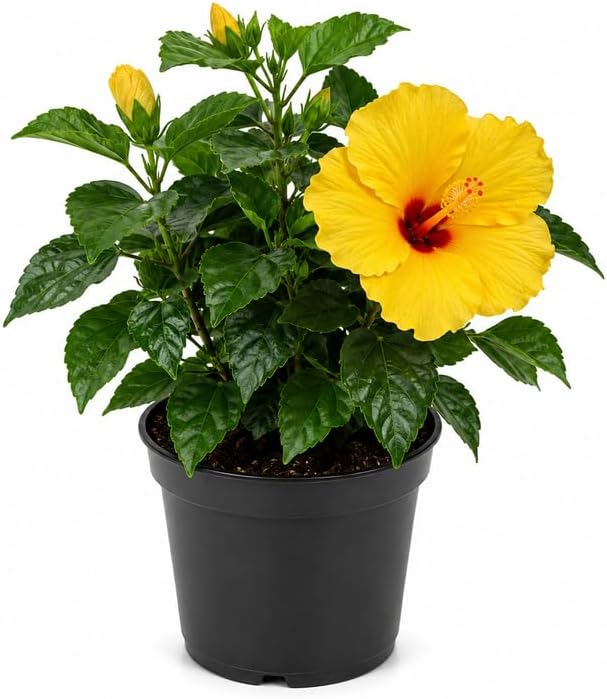 Tequila Hibiscus Plant, 6-10" Inch Tall (No Pot), Easy Care Tropical Hibiscus Plants Live, Vibrant Fiery Orange Yellow Flower for Patio & Backyard Gardens