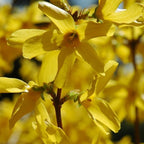 2 Forsythia Plant Live | Hardy Forsythia Bush Plants | 1–2 Ft Tall Evergreen Shrubs | Suitable for Garden Screening and Yard Landscaping