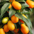 Meiwa Kumquat Tree Live Plants 3 Ft Tall Tall | Fresh Sweet Kumquats | Fragrant Citrus Blooms | Versatile Live Fruit Trees for Outdoor or Patio Planting