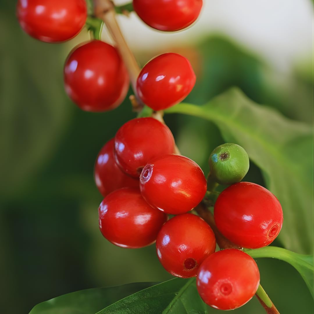 Coffea Arabica Live Plant in 4" Inch Pot | Indoor Arabica Coffee Tree for Planting | Low-Maintenance Houseplant for Home Décor, Patio & Hobby Growers