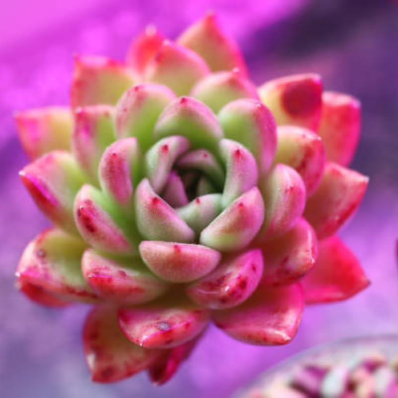 Anacampseros Sunrise Succulents in 2 Inch Pot, Anacampseros Telephiastrum, Ideal for Modern Home Décor, Desk Displays & Plant Collections