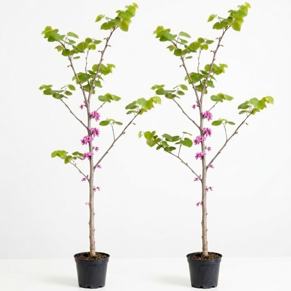 2 Redbud Tree Live Plant – 12-18 Inch Tall in Quart Pot | Eastern Redbud Live Trees with Beautiful Spring Pink Blossoms | Hardy Native for Landscapes