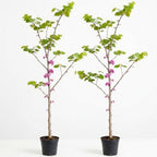 2 Redbud Tree Live Plant – 12-18 Inch Tall in Quart Pot | Eastern Redbud Live Trees with Beautiful Spring Pink Blossoms | Hardy Native for Landscapes