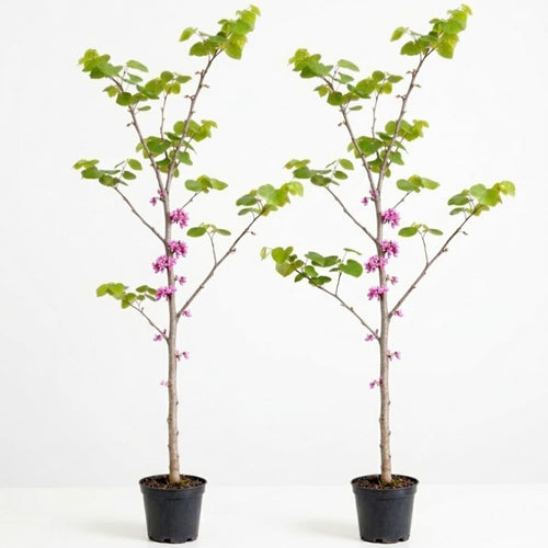 2 Redbud Tree Live Plant – 12-18 Inch Tall in Quart Pot | Eastern Redbud Live Trees with Beautiful Spring Pink Blossoms | Hardy Native for Landscapes