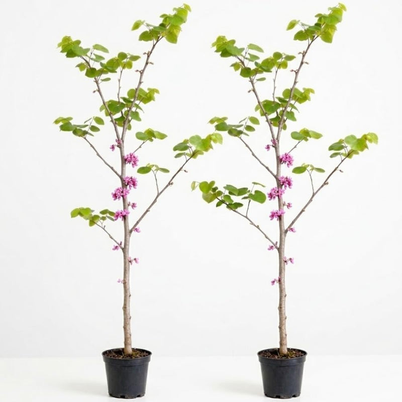 2 Redbud Tree Live Plant – 12-18 Inch Tall in Quart Pot | Eastern Redbud Live Trees with Beautiful Spring Pink Blossoms | Hardy Native for Landscapes