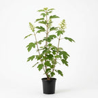 Munchkin Oakleaf Hydrangea Plant Live, 4" Pot - 12-18 Inch Tall, Hydrangea Bushes Ready to Plant, Vigorous White Bloom Producer for Patios and Home Landscapes