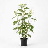 Munchkin Oakleaf Hydrangea Plant Live, 4" Pot - 12-18 Inch Tall, Hydrangea Bushes Ready to Plant, Vigorous White Bloom Producer for Patios and Home Landscapes