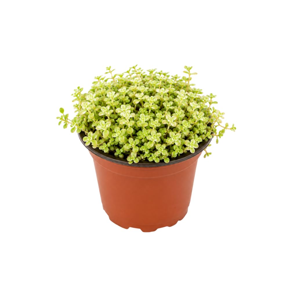 Sedum Dasyphyllum Major Succulent Plant, 4 Inch Pot Sedum Plant Live, Fully Rooted, Drought-Tolerant, Low Maintenance Indoor Houseplant, Ideal for Home & Office Décor & Gifts