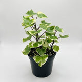 Variegated Wax Ivy Live Plants in 4 Inch Pot | Fast-Growing Ivy for Fresh Indoor | Low-Maintenance Trailing Houseplant for Windowsills, Shelves & Hanging Displays | Easy to Grow
