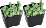2 Baby Toes Succulents Plants Live, 4 Inch Pot, Vibrant Succulent Live, Air-Purifying, Low Maintenance, Perfect for Home and Office Décor