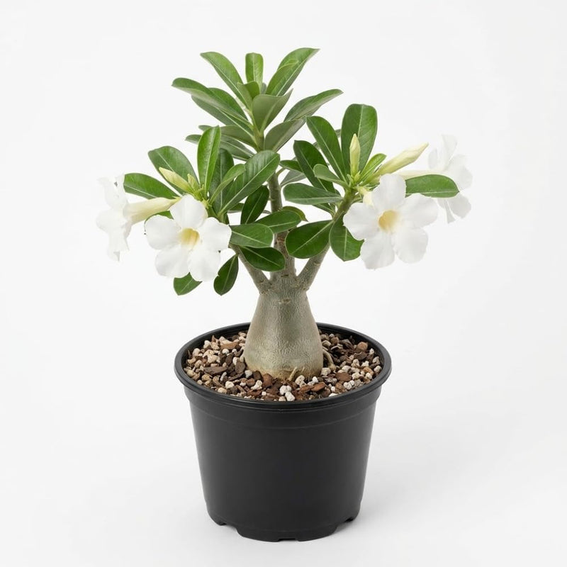 Desert Rose Plant Live, 6" Pot, Adenium Obesum Bonsai Tree with Large White Blooms, Sturdy Growth for Patios, Low Maintenance Plant for Indoor Spaces