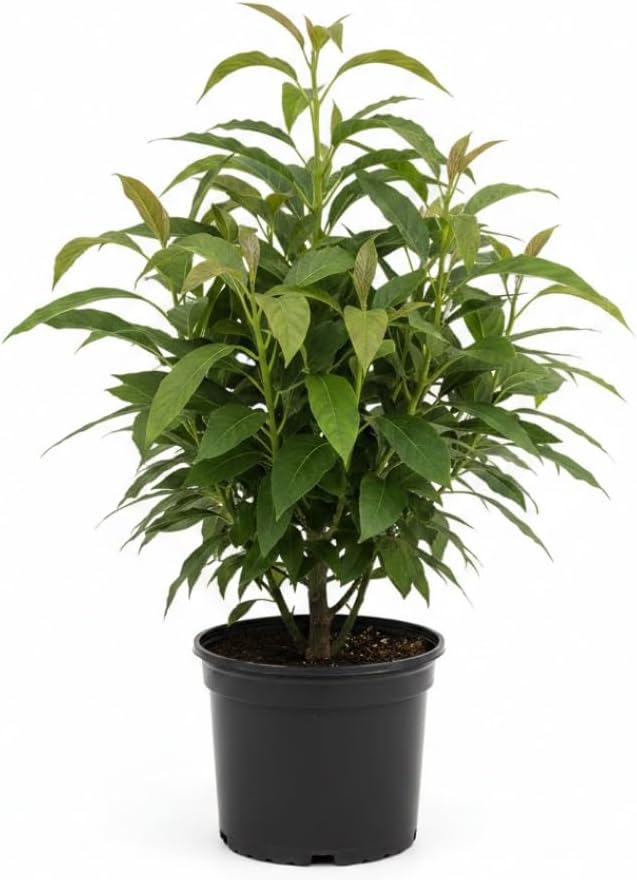 HASS Avocado Tree for Planting | 2.5–3 Ft Live Potted Tree | Fast-Growing Fruit Tree for Home Gardens, Patios & Containers | No Ship to CA,HI,AK