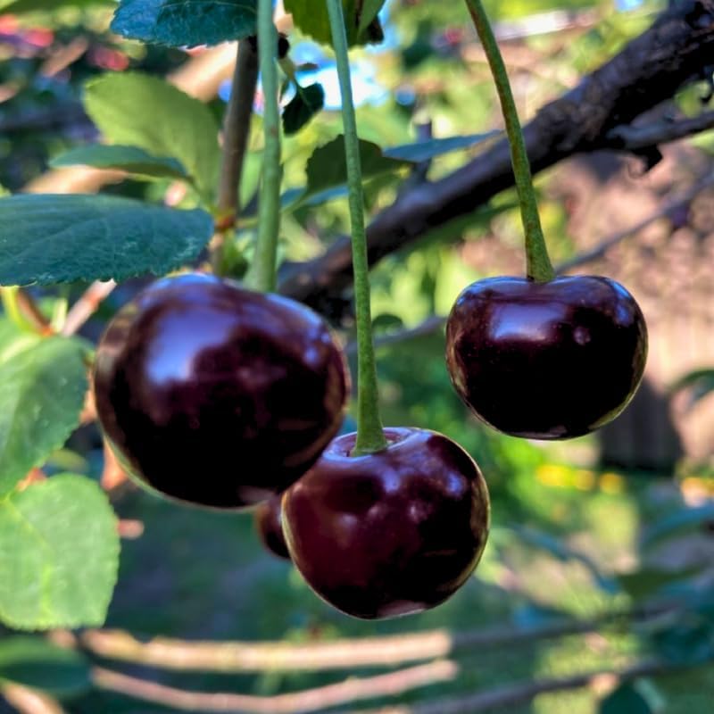 2 Black Cherry Trees Live Plants 6–12 Inches Tall | Sweet Cherry Fruit Tree for Home Garden, Yard Growing & Outdoor Landscape