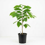 Pawpaw Tree Live Plant in Quart Pot, 12-18 Inch Tall, Cold-Hardy North American Fruit Tree | Well-Rooted Plants for Garden, Native Fruit Tree for Backyard