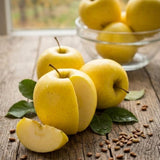 Golden Delicious Apple Tree, Malus Domestica Starter, 3 Gal Pot, Cold-Hardy Edible Yellow Apple Tree for Large Pots and Home Gardens (No Ship to CA,HI,AK)