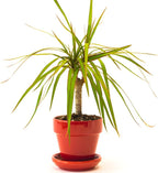 2 Dracaena Marginata Live Plant, Dragon Tree in 6 Inch Pot, Low-Maintenance Houseplants Live, Ideal Indoor Accent for Home & Office, Unique Gift for Plant Lovers