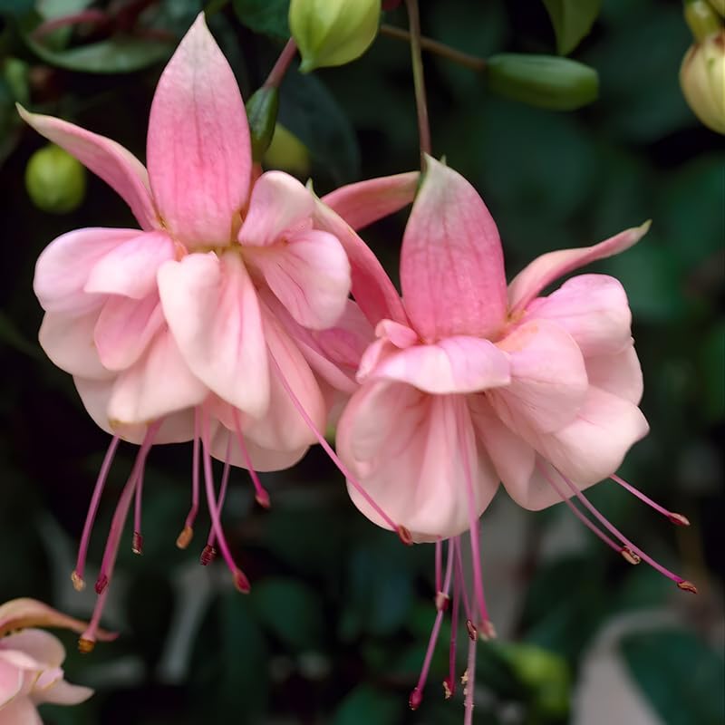 Fuchsia Plants Live, Gold and Red Foliage, 6-12 Inch Tall, Autumnale Variety, Fast Growing Deciduous Flowering Shrub, Well-Rooted Plant