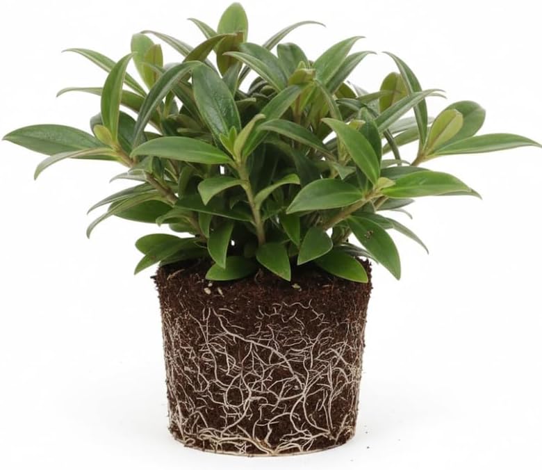 Columnea Long Leaf Goldfish Cactus Plant Live | 4-6 Inch Tall | Stunning Trailing Indoor Plant | Long Foliage with Bright Blooms for Hanging Baskets | Suitable for Gifts