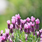 Spanish Lavender Live Plant in 3-Inch Pot, Lavandula Stoechas Aromatic Flowering Shrub, Unique Rabbit Ear Purple Blooms for Patios and Gardens