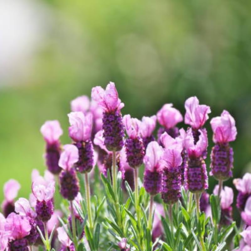 Spanish Lavender Live Plant in 3-Inch Pot, Lavandula Stoechas Aromatic Flowering Shrub, Unique Rabbit Ear Purple Blooms for Patios and Gardens
