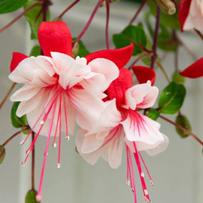 2 Fuchsia Plants Live, Dark Blue & Red Fuchsia, 6-12 Inch Tall, Blue Eye Variety, Trailing Flowering Plant, Ideal for Hanging Baskets