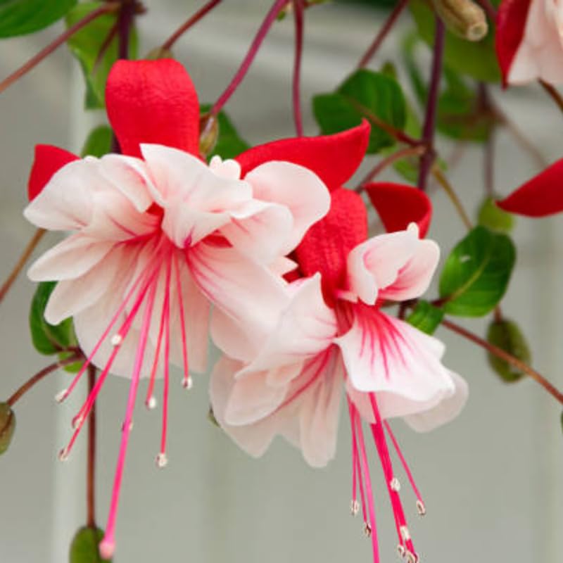 2 Fuchsia Plants Live, Gold and Red Foliage, 6-12 Inch Tall, Autumnale Variety, Trailing Flowering Plant, Ideal for Hanging Baskets