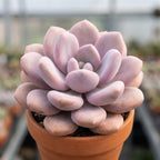 Succulent Plant Live, Pink Moonstone Succulent, 2" Potted Pachyphytum Oviferum, High-Vigor Low Maintenance Houseplant