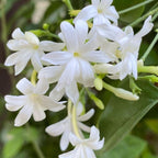 Downy Jasmine Plant Live in 4 Inch Pot | Soft Downy Leaves & White Blooms | Easy to Grow Live Jasmine Plant for Indoor Home Décor