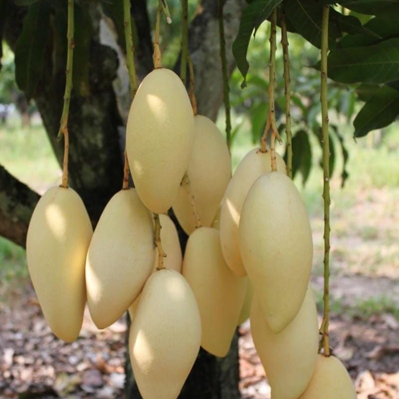 Valencia Pride Mango Trees Live Plants | 2.5–3 Ft Tropical Mango Variety | Fresh, Juicy Mango Fruit Tree for Yard & Patio | No Ship to CA,HI,AK