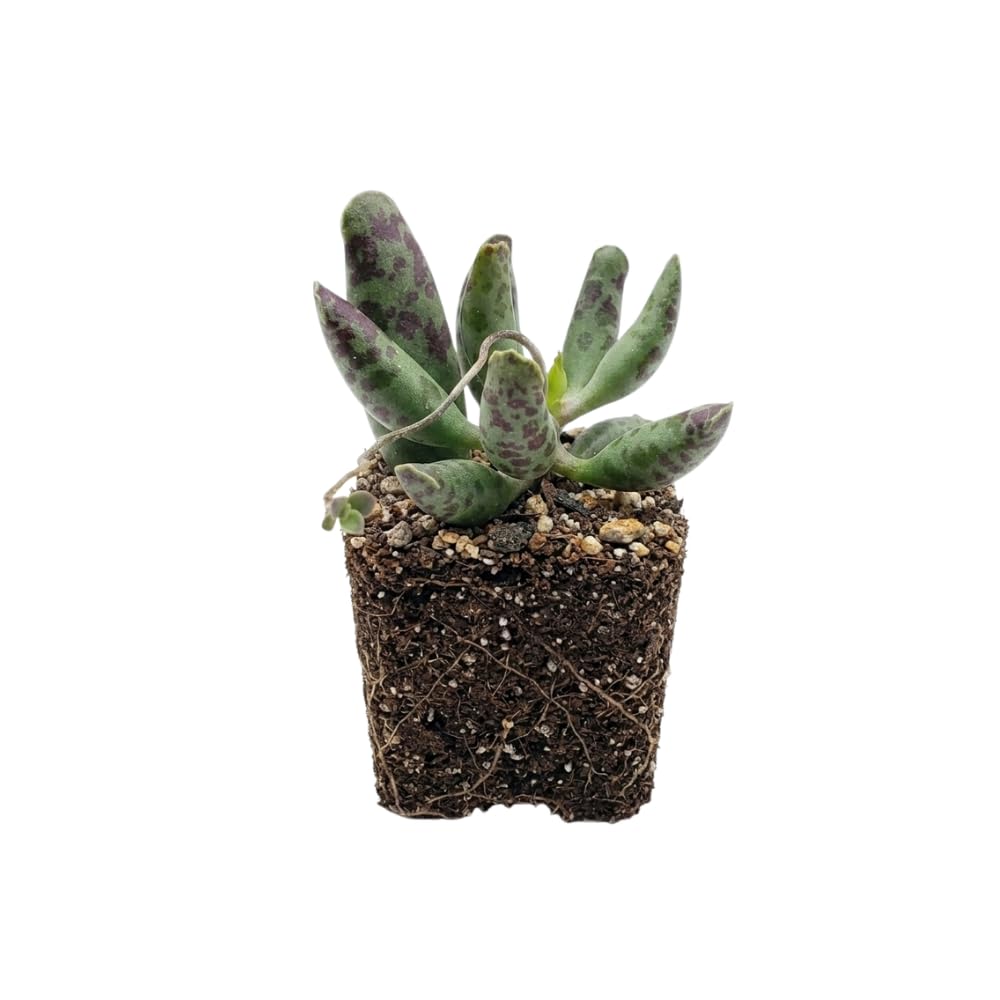 Dischidia Million Hearts Trailing Succulent Plant Live, 3 Inch Pot, Fully Rooted Live Succulent Plant, Easy-Care Houseplant for Shelves, Containers & Indoor Décor