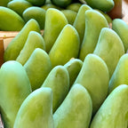 Mallika Mango Tree Live Plant | Fruit Tree 2–3 Ft Tall for Planting | Premium Tropical Mango Variety | Outdoor Fruit Tree for Yard, Patio & Garden Growing | No Ship CA, HI, AK