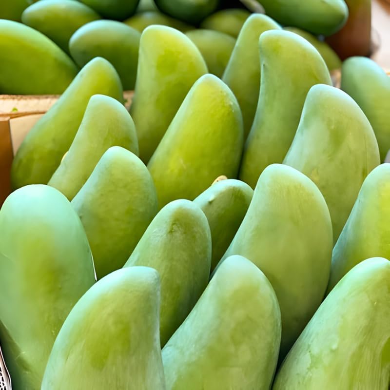 Mallika Mango Tree Live Plant | Fruit Tree 2–3 Ft Tall for Planting | Premium Tropical Mango Variety | Outdoor Fruit Tree for Yard, Patio & Garden Growing | No Ship CA, HI, AK